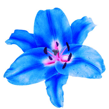 PNG Lily flower blue isolated on transparent background