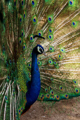 peacock with feathers