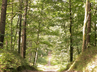 Path in green forest. Summer forest landscape.