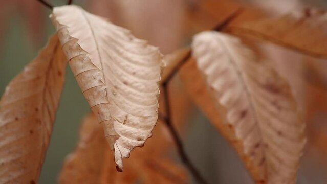 closeup of beech tree leaves lightly rustling in the wind