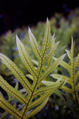 Pohole Fern, Kaua'i