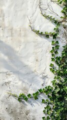 ivy on a white wall.
