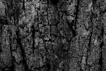 Tree bark