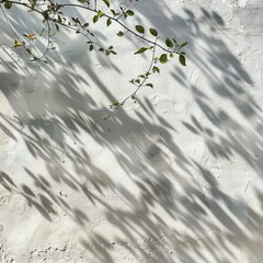 plant with shadow on a white wall.