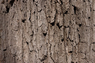 Tree Bark