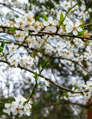 Blooming mirabelle tree in summer.