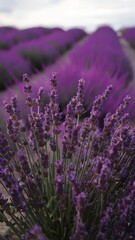 Obraz premium Lavender Fields in Bloom - close-up, essence of spring under cloudy sky