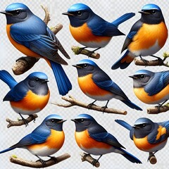 Naklejka premium Collection set of Blue-fronted Redstart birds isolated on transparent a white background