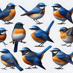 Collection set of Blue-fronted Redstart birds isolated on transparent a white background