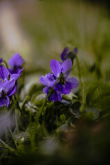 flowers in the water