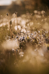 water drops on the grass
