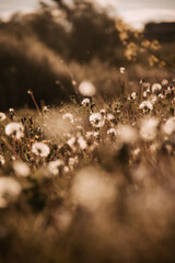 spring in the forest