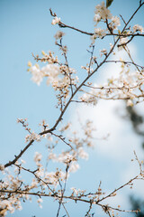 cherry blossom against sky