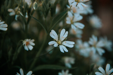flowers in the garden