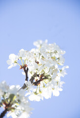 cherry tree flowers