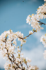 cherry tree blossom