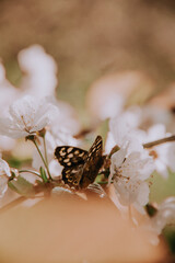 butterfly on a flower
