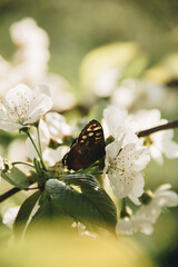 butterfly on a flower