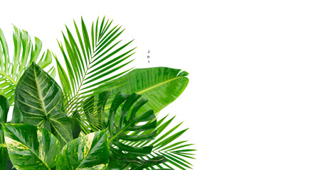 Tropical leaves over transparent background 