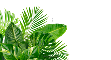 Tropical leaves over transparent background 