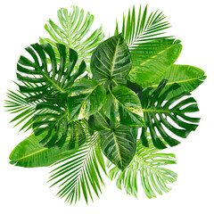 Tropical leaves over transparent background 