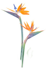 Strelizia exotic flowers isolated on transparent background 