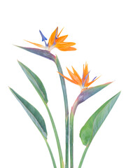 Strelizia exotic flowers isolated on transparent background 