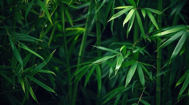 pical bamboo forest plant bush growing in wild, green bamboo leaves evergreen plant on dark background