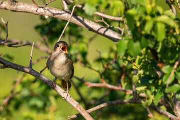 Common nightingale Luscinia megarhynchos singing