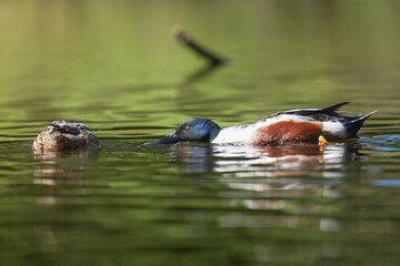 Pair of Northern shovelers, shovelers - Spatula clypeata male and female swimming in water. Photo from Lubusz Voivodeship in Poland.	