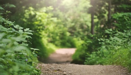blurred background plate of hiking trail through lush green vegetation