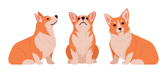 Fototapeta premium Sitting corgi. Cute purebred corgi pets in sitting pose, domestic pedigree puppies flat vector illustration set. Cartoon happy corgi dogs