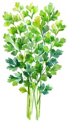 A hand drawn watercolor of Thai parsley leaves against a clean white background for design and