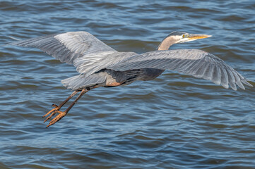 Great blue heron.