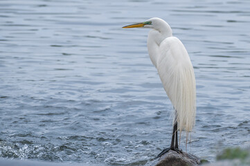 White heron, or great egret, in summer.