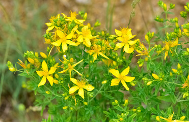 yellow flowering plants. wild plants and flowers photos.