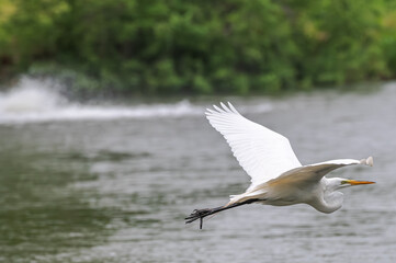White heron, or great egret, in summer.