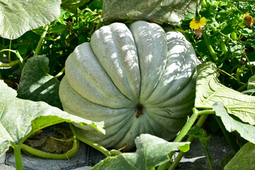 Various vegetable images. pumpkin photos.