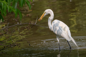 White heron, or great egret, in summer.