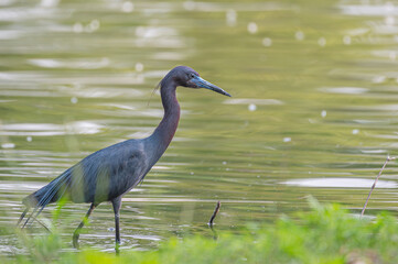 Closeup of a little blue heron.