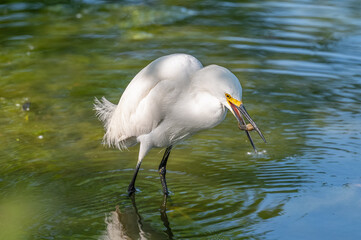 Closeup of a snowy egret wading at the shallow shore of a lake in summer.