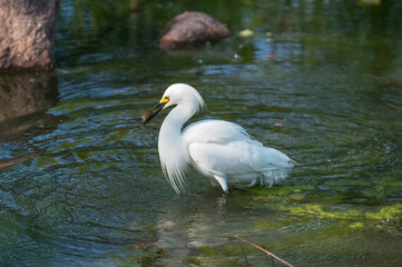 Closeup of a snowy egret wading at the shallow shore of a lake in summer.
