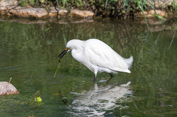Closeup of a snowy egret wading at the shallow shore of a lake in summer.