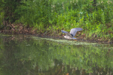 Closeup of a night heron.