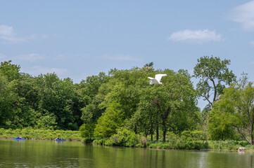 White heron, or great egret, in summer.