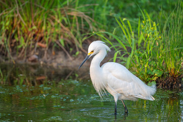 Closeup of a snowy egret wading at the shallow shore of a lake in summer.