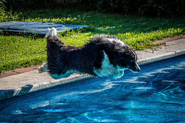 Obraz premium dog in the pool
