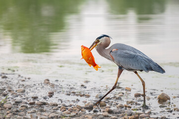 Closeup of a great blue heron eating a goldfish.