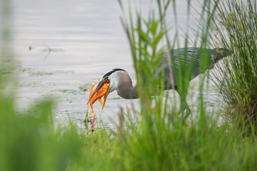 Closeup of a great blue heron.