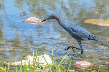 Closeup of a little blue heron in spring.